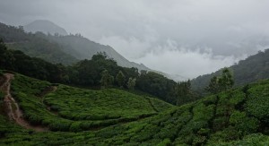 munnar_teaplantations